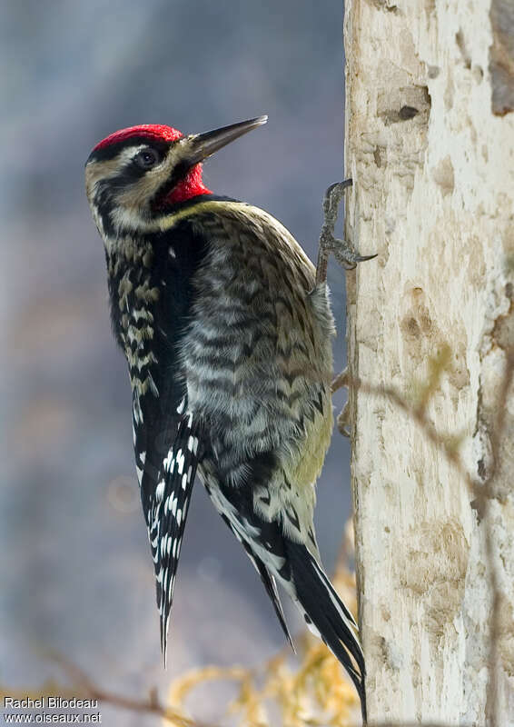 Yellow-bellied Sapsucker male adult breeding, identification