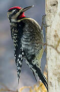 Yellow-bellied Sapsucker