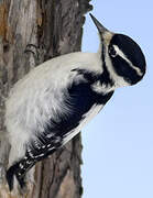 Downy Woodpecker