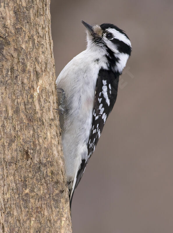 Pic mineur femelle adulte, identification