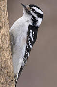 Downy Woodpecker