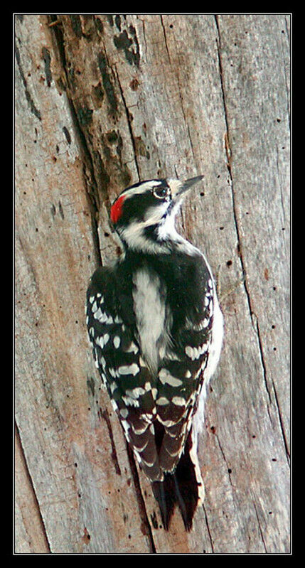 Downy Woodpecker