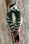 Downy Woodpecker