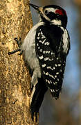 Downy Woodpecker