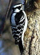 Downy Woodpecker