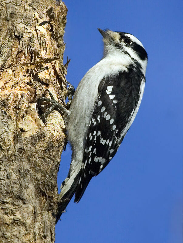 Downy Woodpecker female adult