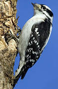 Downy Woodpecker