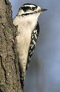 Downy Woodpecker