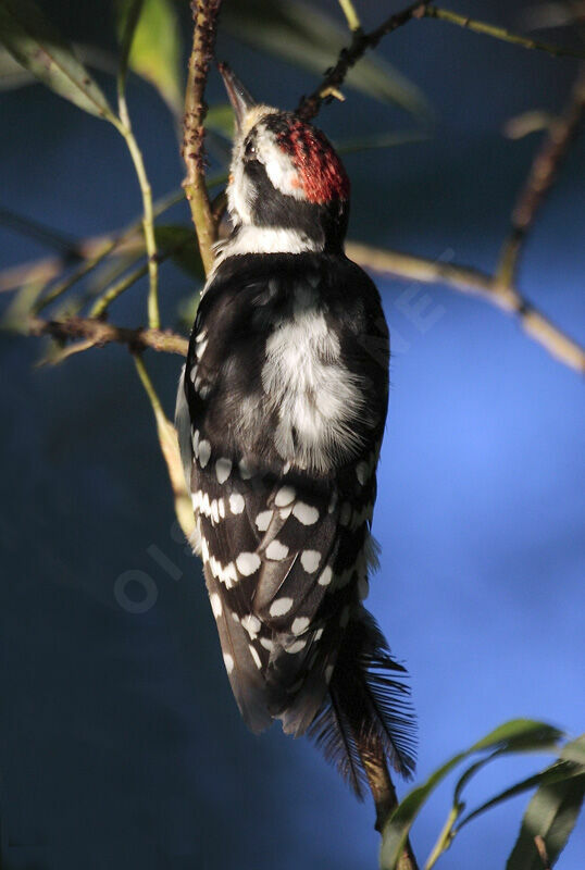 Downy Woodpecker male