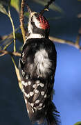 Downy Woodpecker