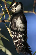 Downy Woodpecker