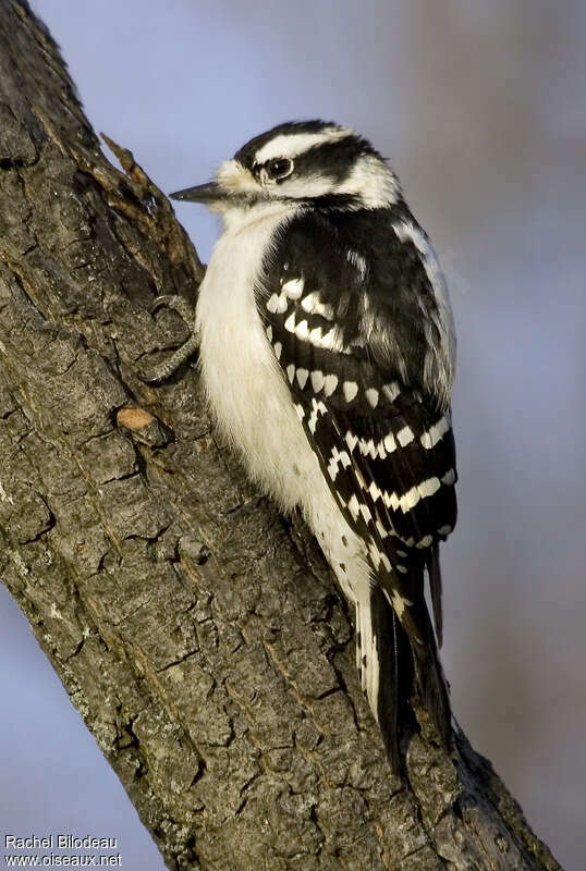 Downy Woodpecker female adult, identification