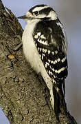 Downy Woodpecker