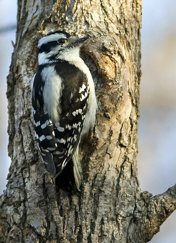 Downy Woodpecker female adult