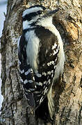 Downy Woodpecker