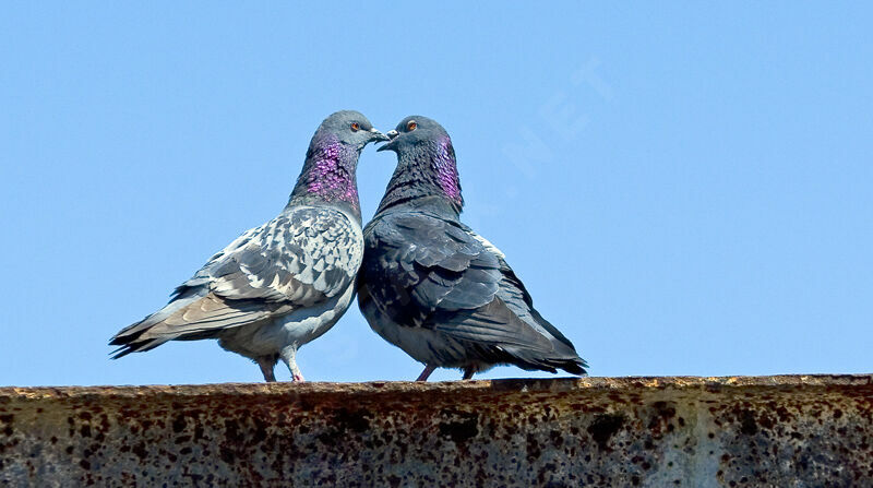 Rock Dove