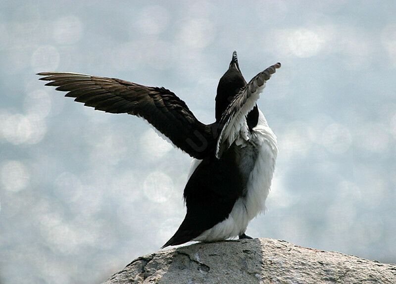 Razorbill