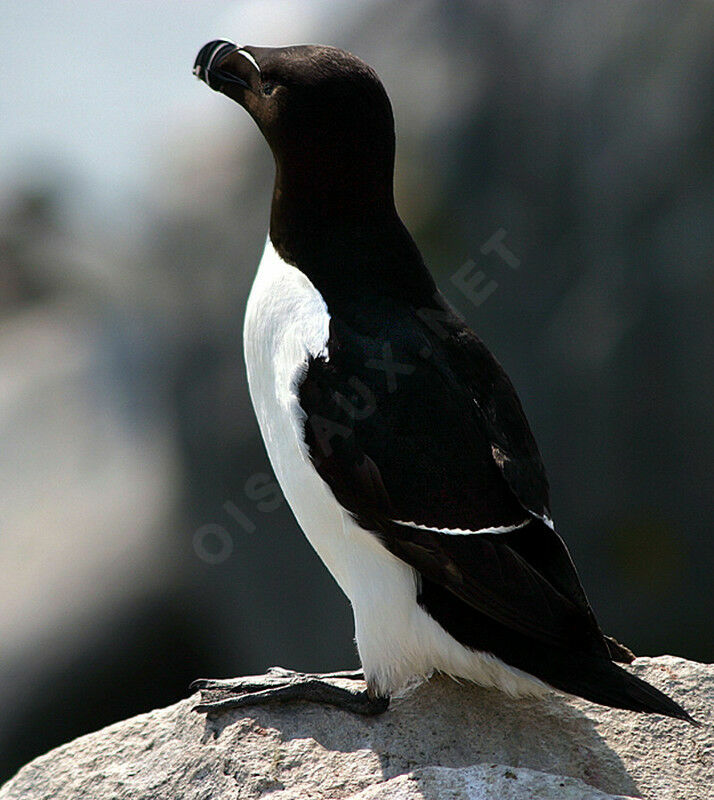 Razorbill