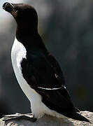 Razorbill