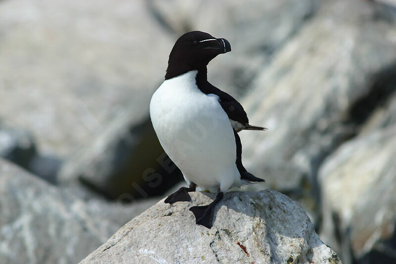 Pingouin torda