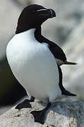 Razorbill