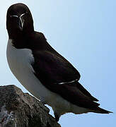 Razorbill