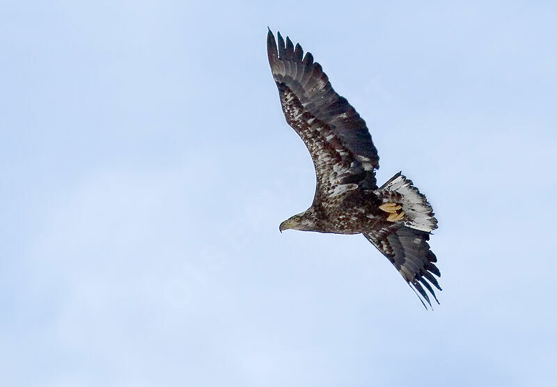 Bald Eaglejuvenile