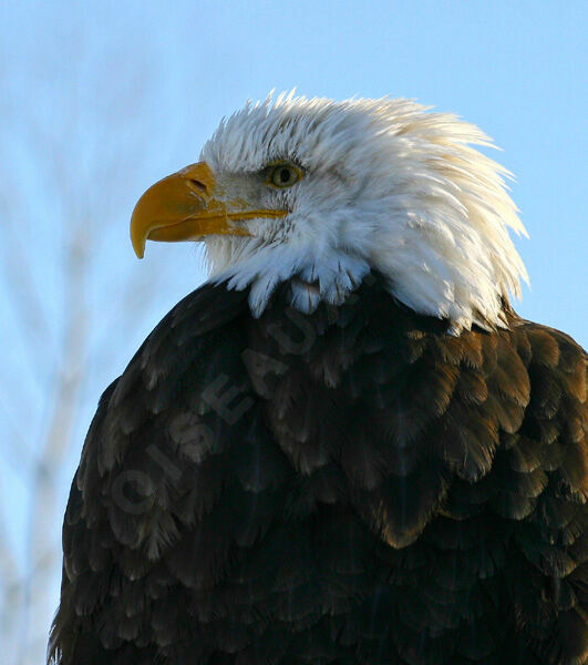 Bald Eagle