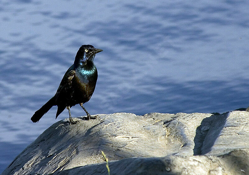 Common Grackle