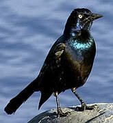 Common Grackle