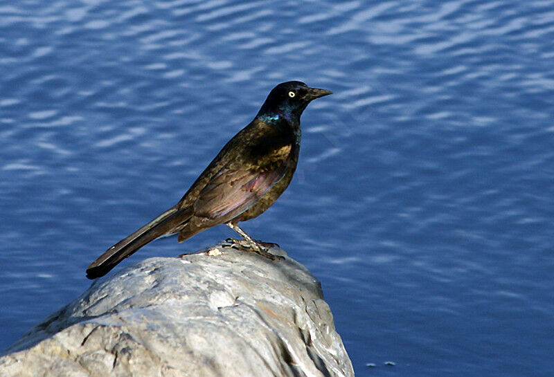 Common Grackle