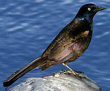 Common Grackle