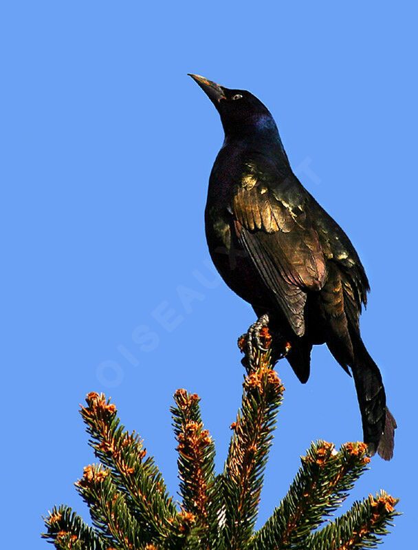 Common Grackle