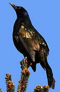 Common Grackle