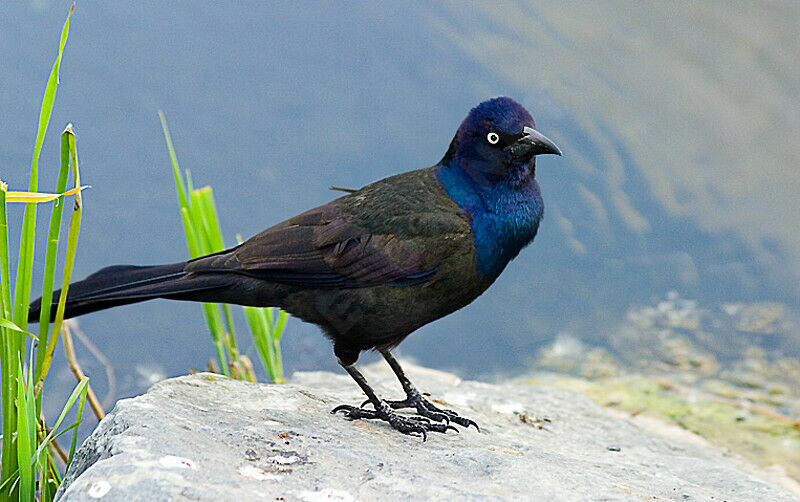 Common Grackle