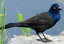 Common Grackle