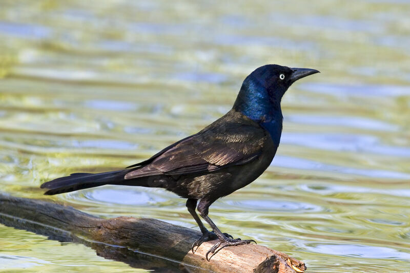 Common Grackleadult