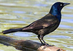 Common Grackle