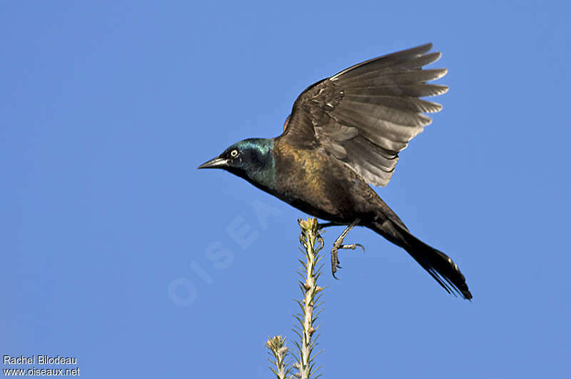 Common Grackleadult, identification, pigmentation