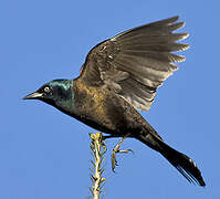 Common Grackle