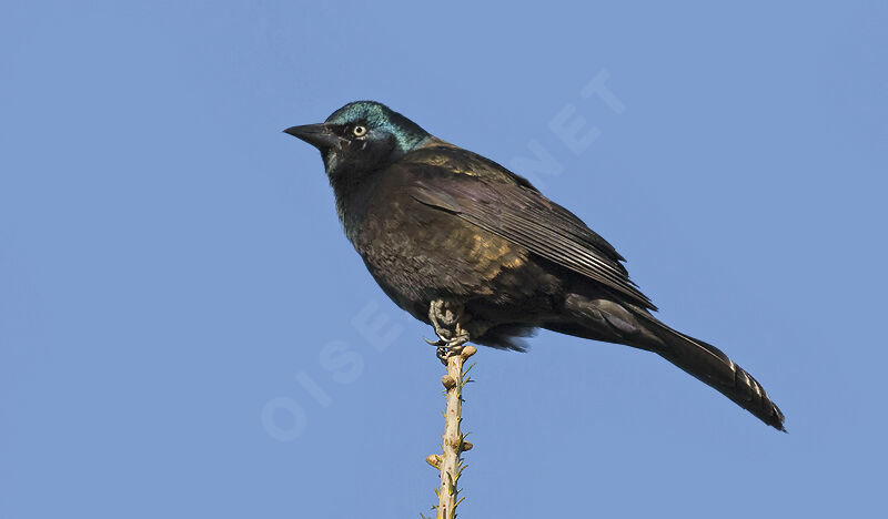 Common Grackle, identification