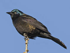 Common Grackle