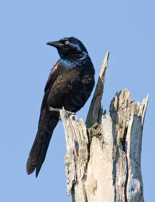 Common Grackleadult, identification, Behaviour