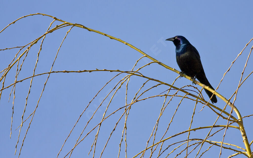 Common Grackle, identification