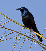 Common Grackle