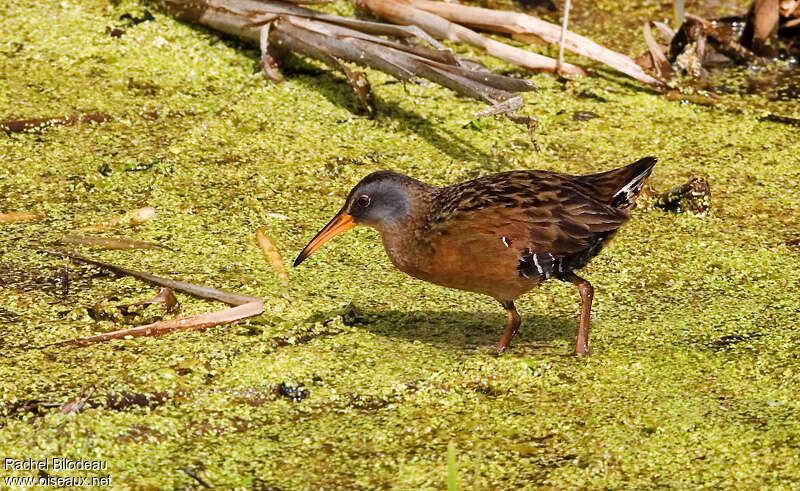 Râle de Virginieadulte nuptial, identification