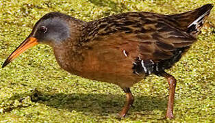 Virginia Rail