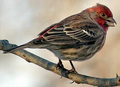 House Finch