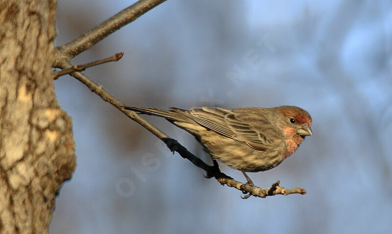 House Finch female