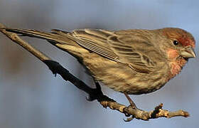 House Finch